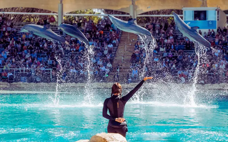 Sea Lion Show