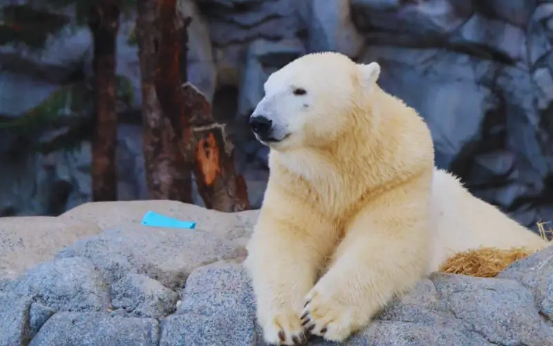 Polar Bear Shores