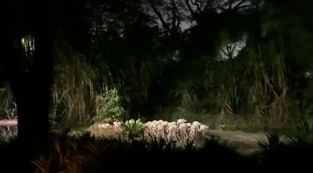 Night Safari